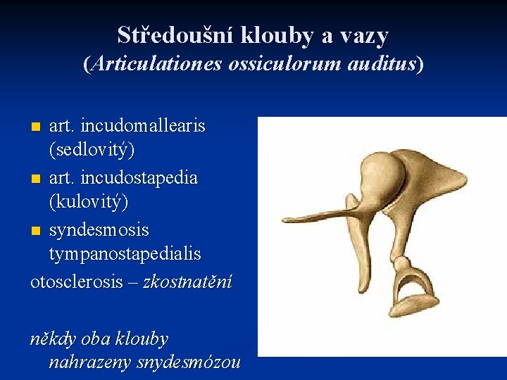 Středoušní klouby a vazy (Articulationes ossiculorum auditus) art. incudomallearis (sedlovitý) n art. incudostapedia (kulovitý)