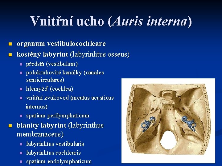 Vnitřní ucho (Auris interna) n n organum vestibulocochleare kostěný labyrint (labyrinhtus osseus) n n