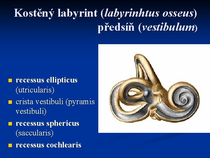 Kostěný labyrint (labyrinhtus osseus) předsíň (vestibulum) n n recessus ellipticus (utricularis) crista vestibuli (pyramis