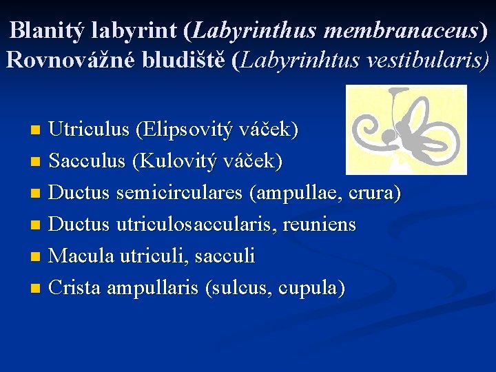 Blanitý labyrint (Labyrinthus membranaceus) Rovnovážné bludiště (Labyrinhtus vestibularis) Utriculus (Elipsovitý váček) n Sacculus (Kulovitý