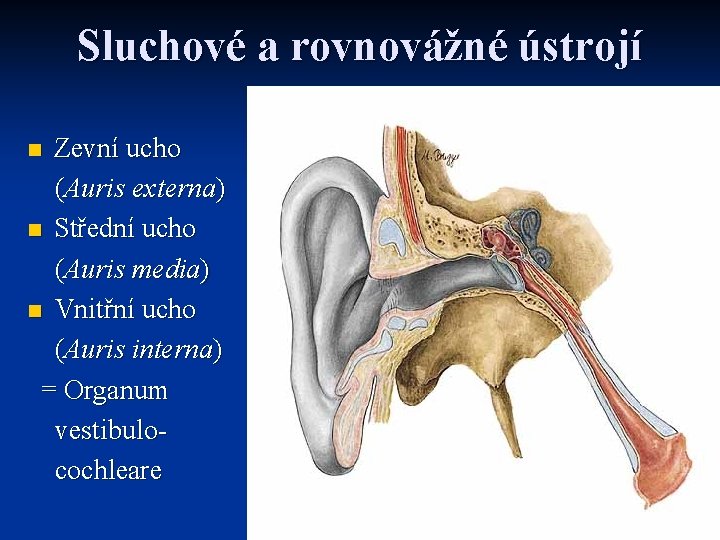 Sluchové a rovnovážné ústrojí Zevní ucho (Auris externa) n Střední ucho (Auris media) n