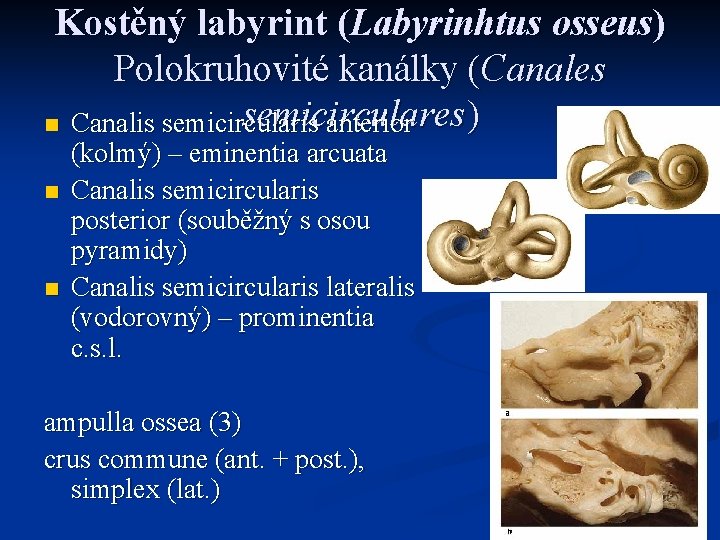Kostěný labyrint (Labyrinhtus osseus) Polokruhovité kanálky (Canales semicirculares ) n Canalis semicircularis anterior n