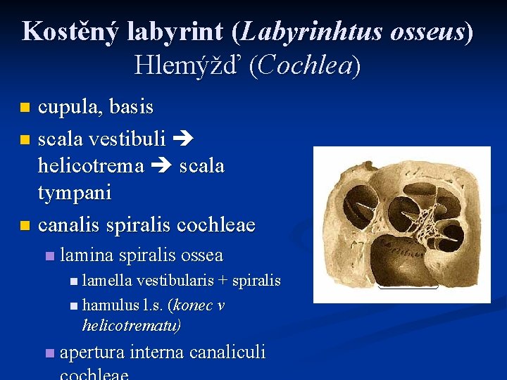 Kostěný labyrint (Labyrinhtus osseus) Hlemýžď (Cochlea) cupula, basis n scala vestibuli helicotrema scala tympani