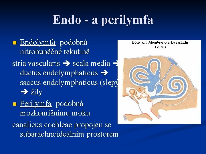 Endo - a perilymfa Endolymfa: podobná nitrobuněčné tekutině stria vascularis scala media ductus endolymphaticus