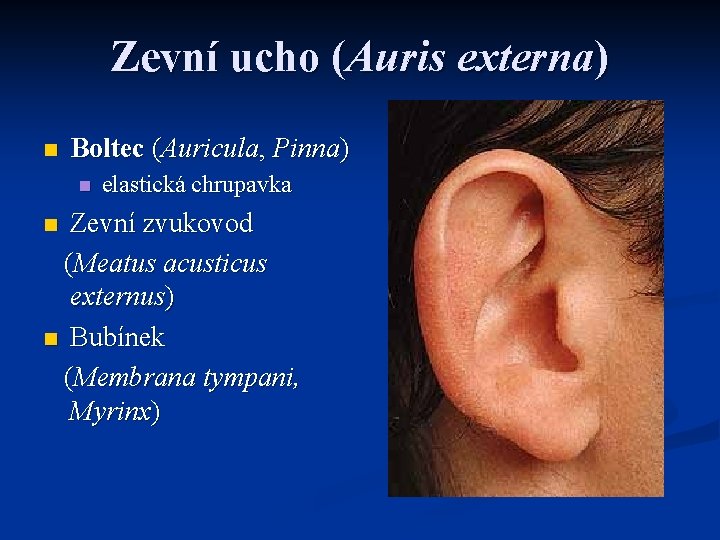 Zevní ucho (Auris externa) n Boltec (Auricula, Pinna) n elastická chrupavka Zevní zvukovod (Meatus