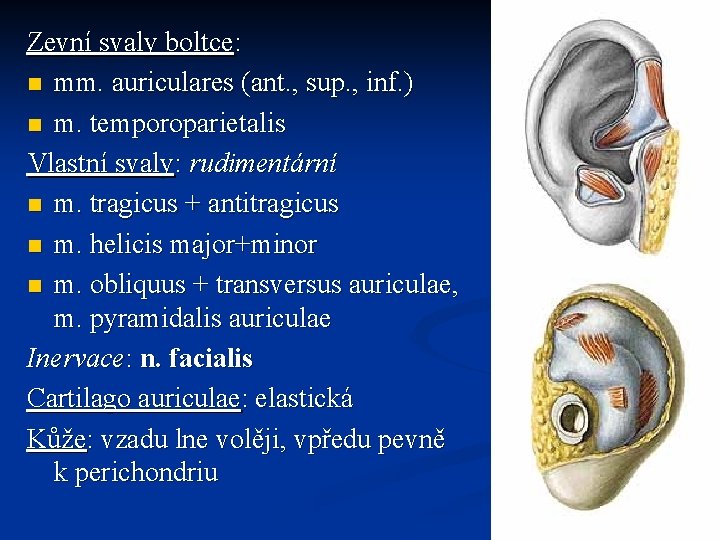 Zevní svaly boltce: n mm. auriculares (ant. , sup. , inf. ) n m.