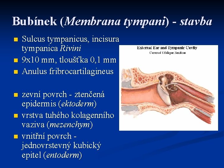 Bubínek (Membrana tympani) - stavba n n n Sulcus tympanicus, incisura tympanica Rivini 9