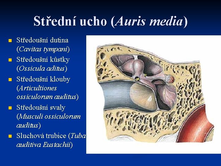 Střední ucho (Auris media) n n n Středoušní dutina (Cavitas tympani) Středoušní kůstky (Ossicula