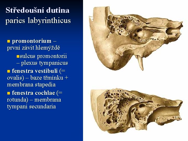 Středoušní dutina paries labyrinthicus promontorium – první závit hlemýždě nsulcus promontorii – plexus tympanicus