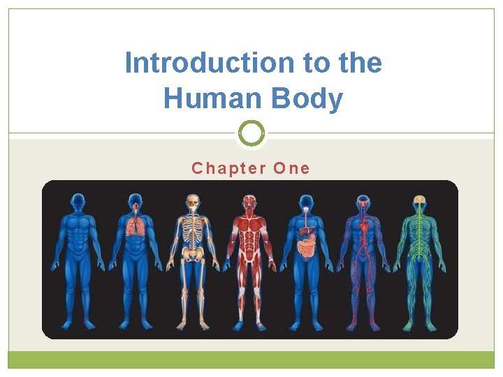 Introduction to the Human Body Chapter One 