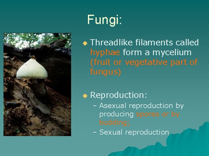 Fungi: u u Threadlike filaments called hyphae form a mycelium (fruit or vegetative part