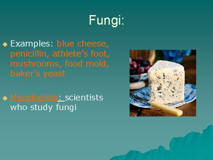 Fungi: u u Examples: blue cheese, penicillin, athlete’s foot, mushrooms, food mold, baker’s yeast