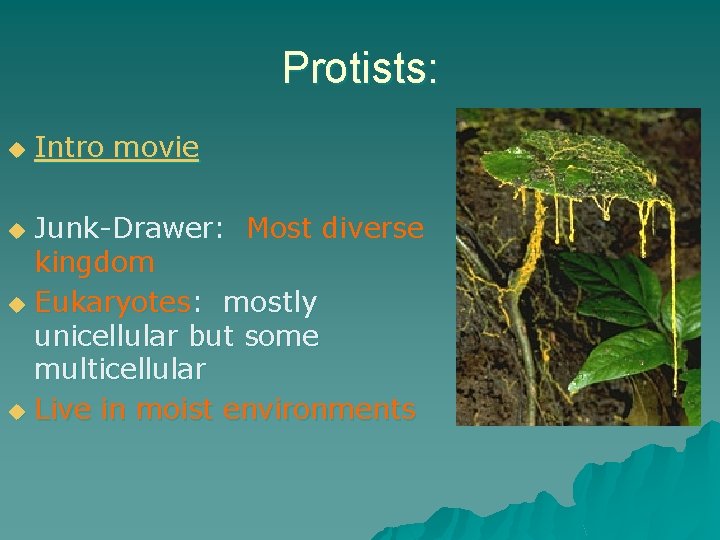 Protists: u Intro movie Junk-Drawer: Most diverse kingdom u Eukaryotes: mostly unicellular but some