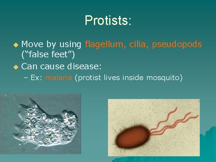 Protists: Move by using flagellum, cilia, pseudopods (“false feet”) u Can cause disease: u