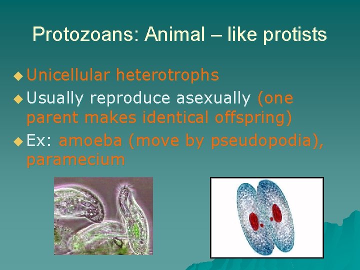 Protozoans: Animal – like protists u Unicellular heterotrophs u Usually reproduce asexually (one parent