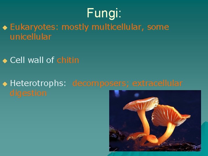 Fungi: u u u Eukaryotes: mostly multicellular, some unicellular Cell wall of chitin Heterotrophs: