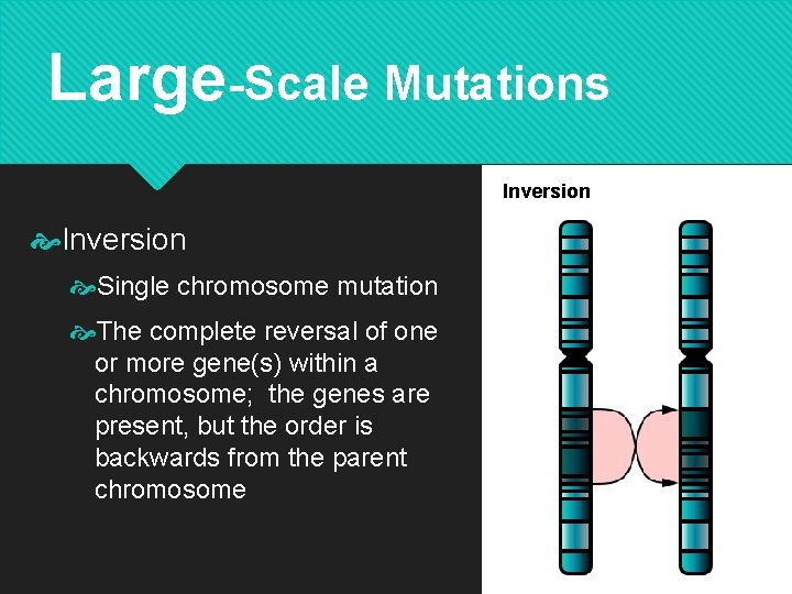 Large-Scale Mutations Inversion Single chromosome mutation The complete reversal of one or more gene(s)