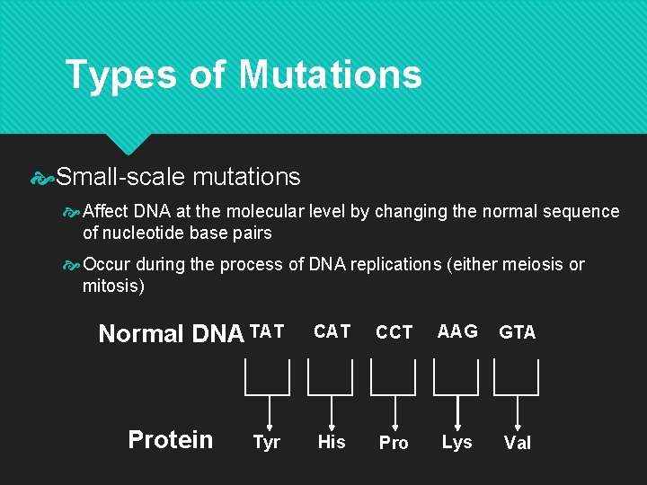 Types of Mutations Small-scale mutations Affect DNA at the molecular level by changing the