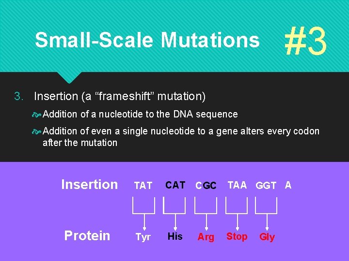 Small-Scale Mutations #3 3. Insertion (a “frameshift” mutation) Addition of a nucleotide to the