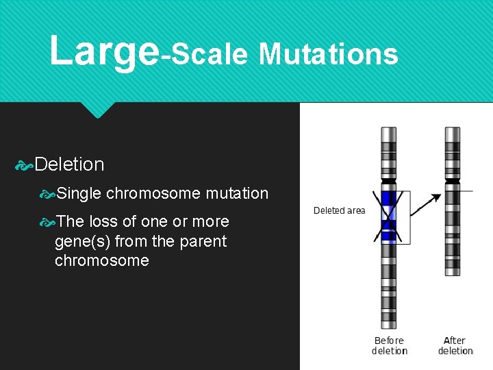 Large-Scale Mutations Deletion Single chromosome mutation The loss of one or more gene(s) from