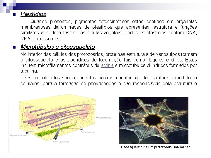 n Plastídios Quando presentes, pigmentos fotossintéticos estão contidos em organelas membranosas denominadas de plastídios