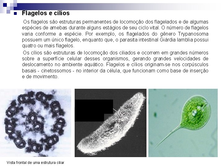n Flagelos e cílios Os flagelos são estruturas permanentes de locomoção dos flagelados e