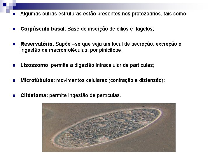 n Algumas outras estruturas estão presentes nos protozoários, tais como: n Corpúsculo basal: Base