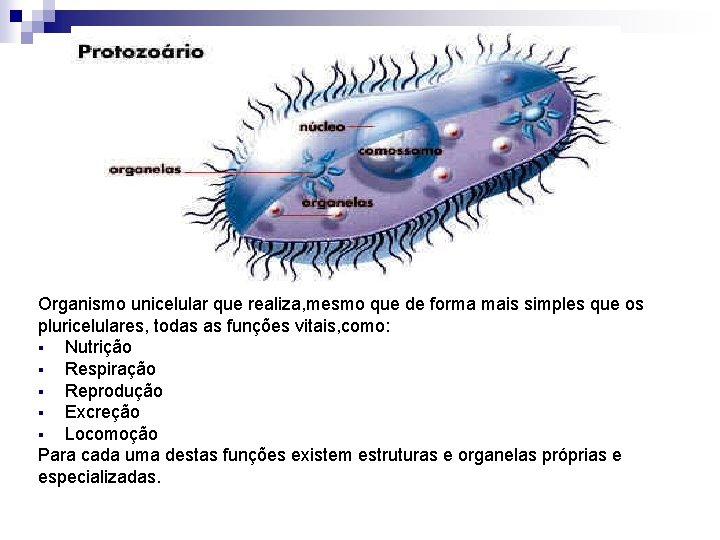 Organismo unicelular que realiza, mesmo que de forma mais simples que os pluricelulares, todas