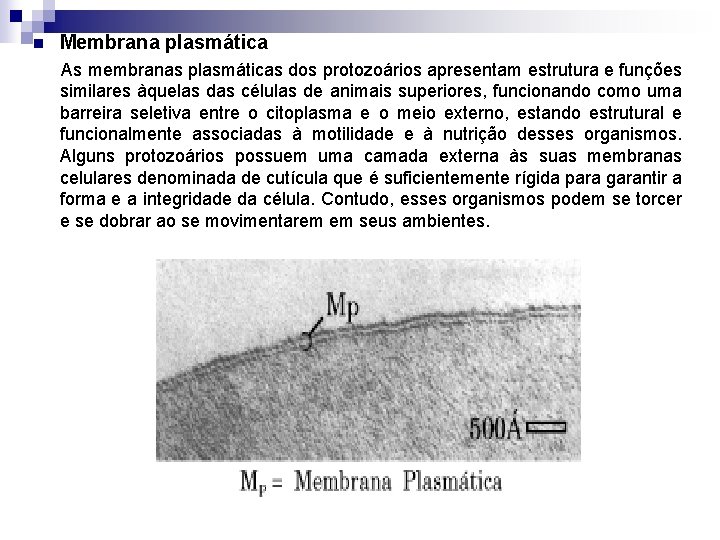n Membrana plasmática As membranas plasmáticas dos protozoários apresentam estrutura e funções similares àquelas
