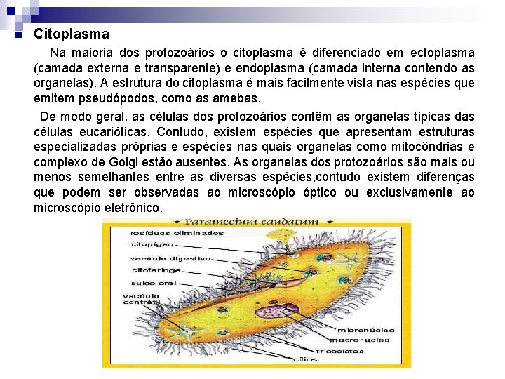 n Citoplasma Na maioria dos protozoários o citoplasma é diferenciado em ectoplasma (camada externa