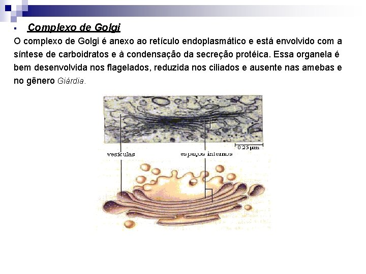 § Complexo de Golgi O complexo de Golgi é anexo ao retículo endoplasmático e