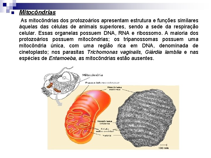 n Mitocôndrias As mitocôndrias dos protozoários apresentam estrutura e funções similares àquelas das células