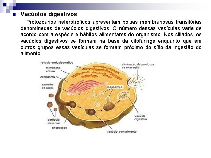 n Vacúolos digestivos Protozoários heterotróficos apresentam bolsas membranosas transitórias denominadas de vacúolos digestivos. O