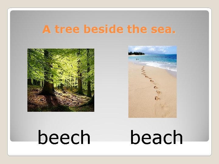 A tree beside the sea. beech beach 