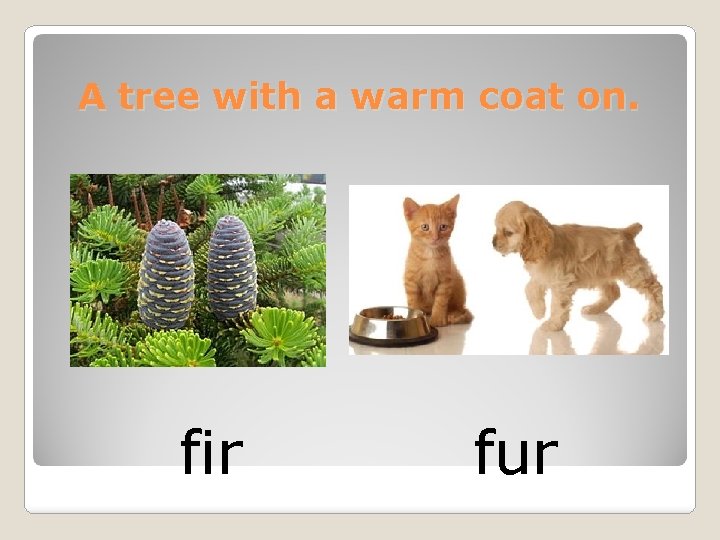 A tree with a warm coat on. fir fur 