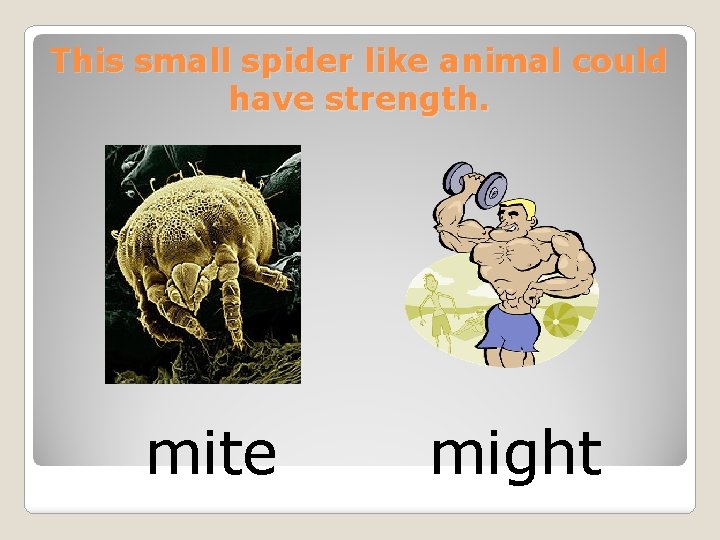 This small spider like animal could have strength. mite might 