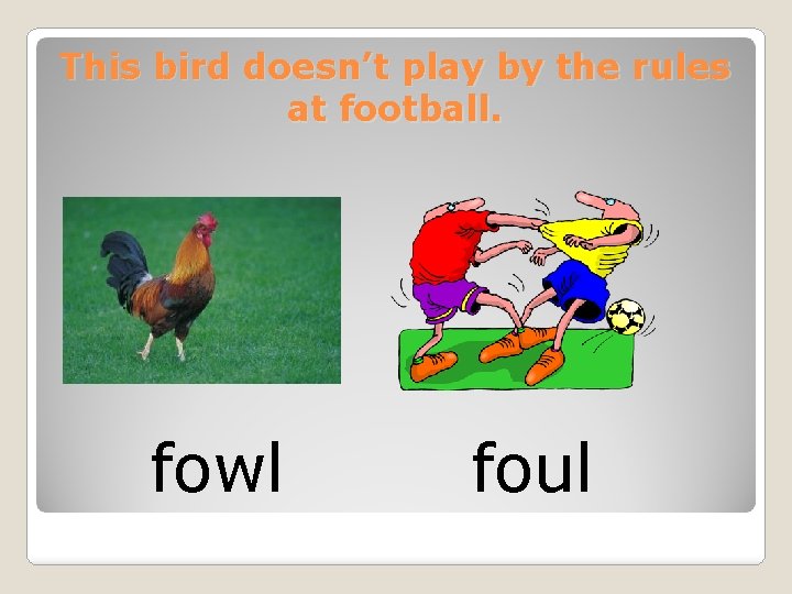 This bird doesn’t play by the rules at football. fowl foul 