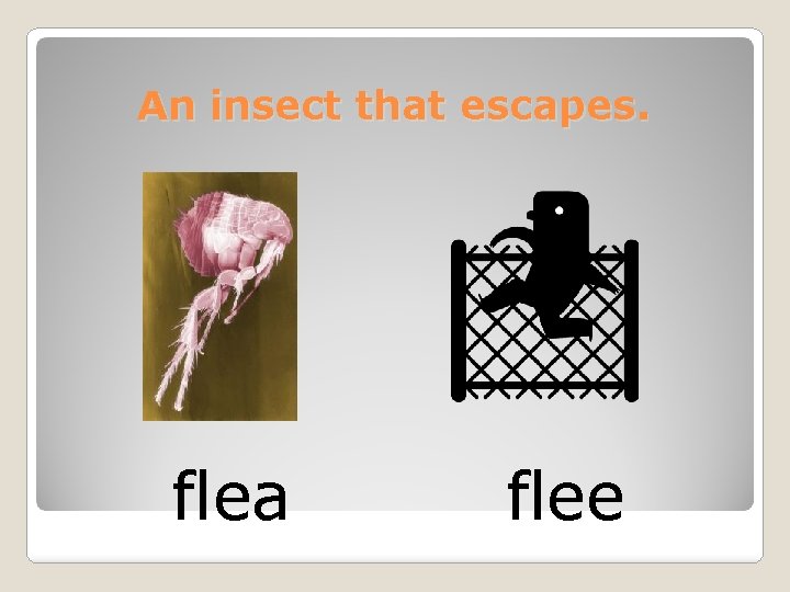 An insect that escapes. flea flee 
