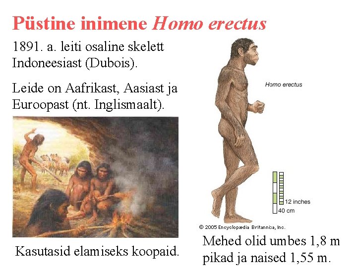 Püstine inimene Homo erectus 1891. a. leiti osaline skelett Indoneesiast (Dubois). Leide on Aafrikast,