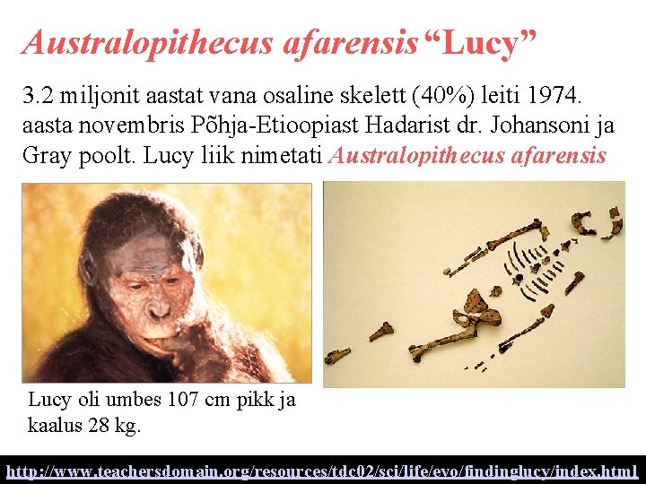 Australopithecus afarensis “Lucy” 3. 2 miljonit aastat vana osaline skelett (40%) leiti 1974. aasta