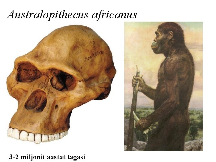 Australopithecus africanus 3 -2 miljonit aastat tagasi 