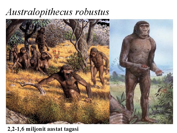 Australopithecus robustus 2, 2 -1, 6 miljonit aastat tagasi 