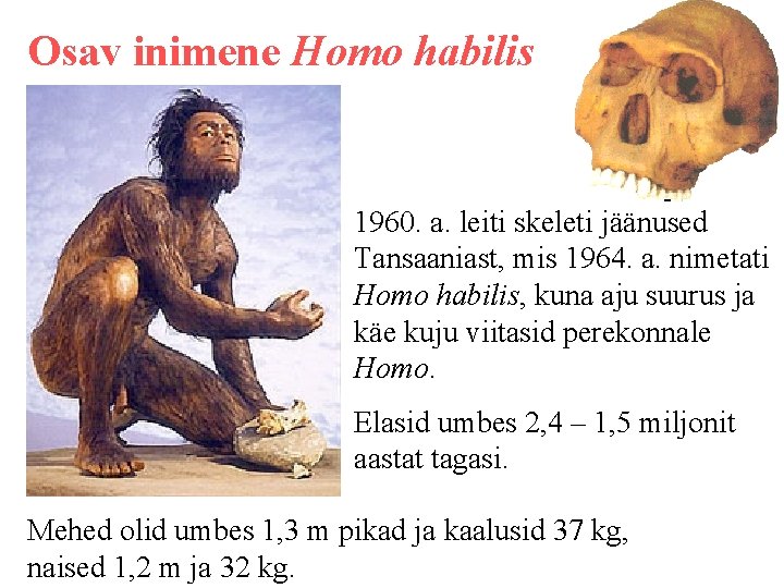 Osav inimene Homo habilis 1960. a. leiti skeleti jäänused Tansaaniast, mis 1964. a. nimetati