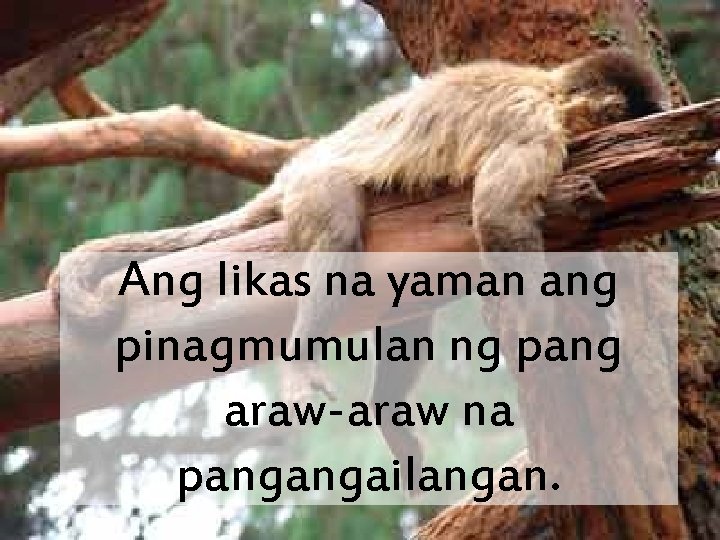 Ang likas na yaman ang pinagmumulan ng pang araw-araw na pangangailangan. 