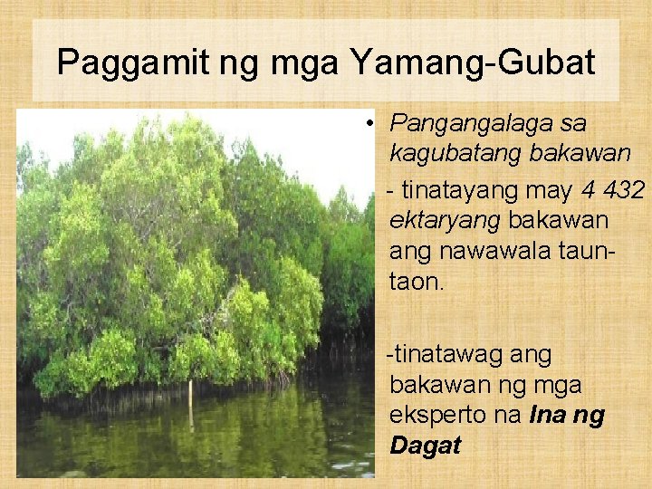 Paggamit ng mga Yamang-Gubat • Pangangalaga sa kagubatang bakawan - tinatayang may 4 432