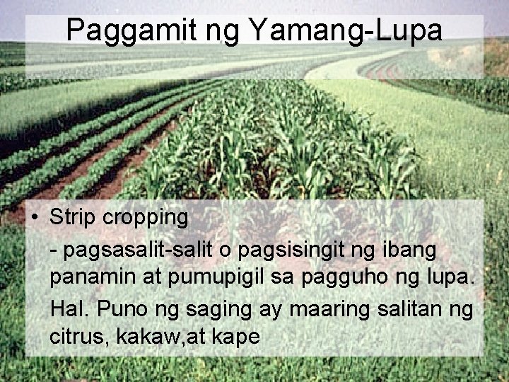 Paggamit ng Yamang-Lupa • Strip cropping - pagsasalit-salit o pagsisingit ng ibang panamin at