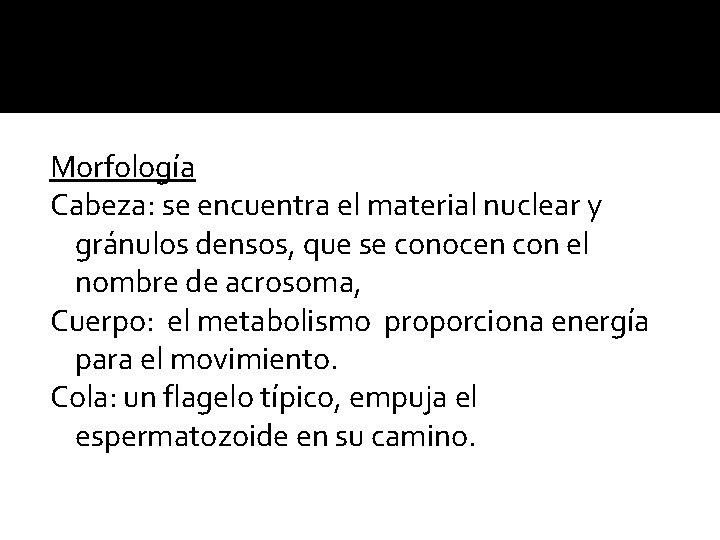 Morfología Cabeza: se encuentra el material nuclear y gránulos densos, que se conocen con