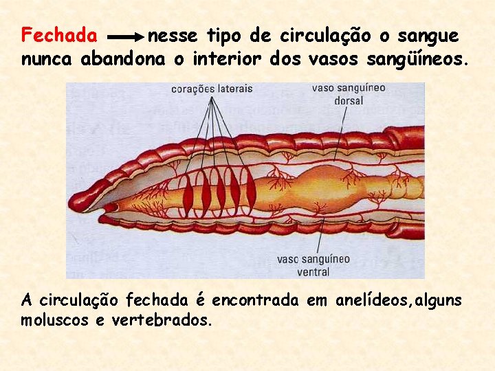 Fechada nesse tipo de circulação o sangue nunca abandona o interior dos vasos sangüíneos.