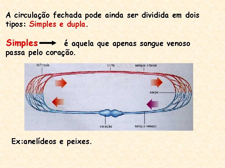 A circulação fechada pode ainda ser dividida em dois tipos: Simples e dupla. Simples