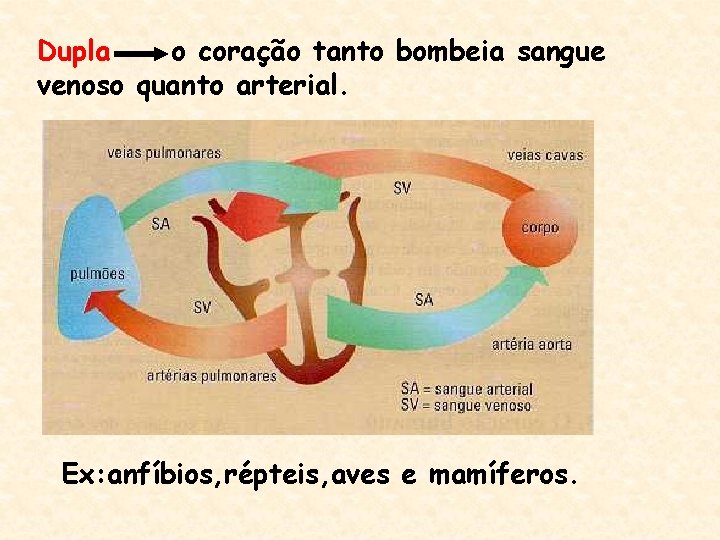 Dupla o coração tanto bombeia sangue venoso quanto arterial. Ex: anfíbios, répteis, aves e